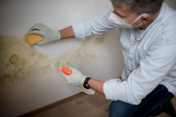 Mold Odor Removal Services in South Bay, FL